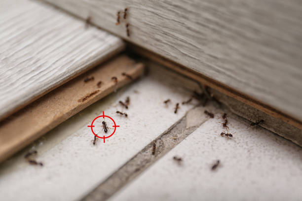 Best Best Pest Control Companies  in Lake Dalecarlia, IN
