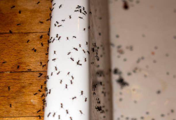 Best Emergency Pest Control  in Lake Dalecarlia, IN