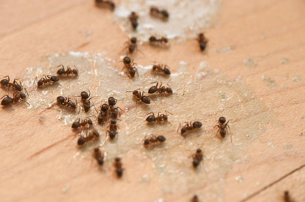 Best Ant Control Services  in Lake Dalecarlia, IN